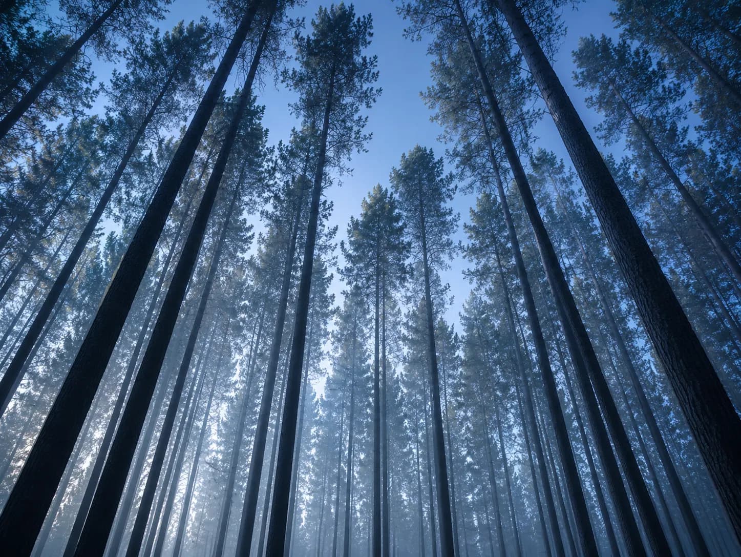 Sunlit woodland canopy